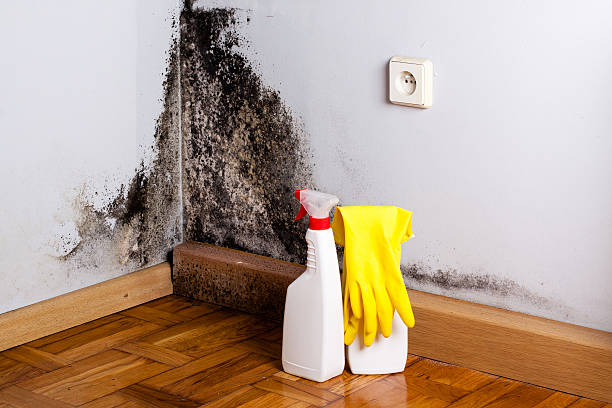 Best Mold Damage Repair  in Luling, LA